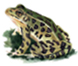 Leopard Frog, watercolor