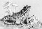 mink frog