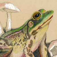 Mink Frog