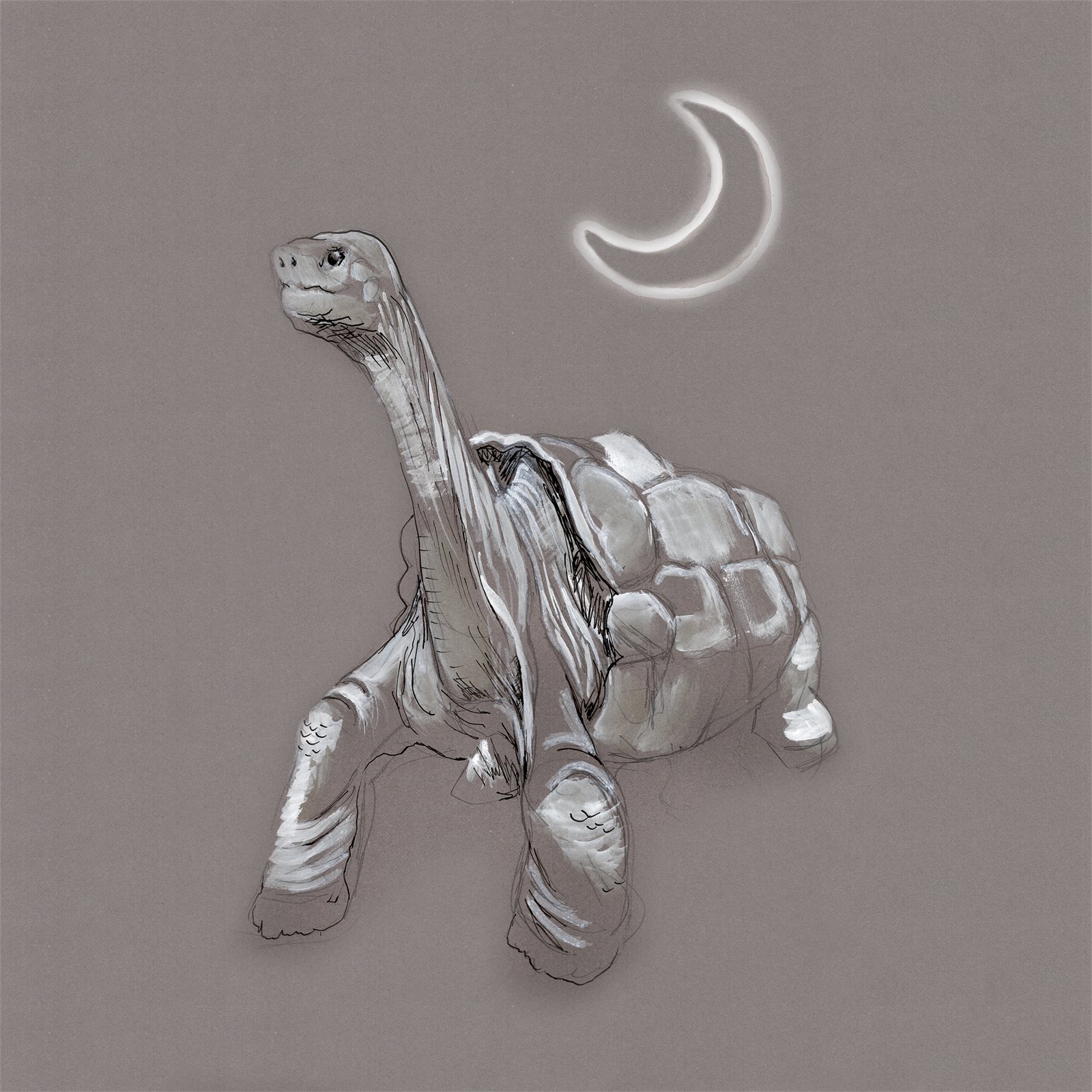Artwork by Gina Mikel: Saddleback Tortoise, Chelonoidis nigra abingdonii