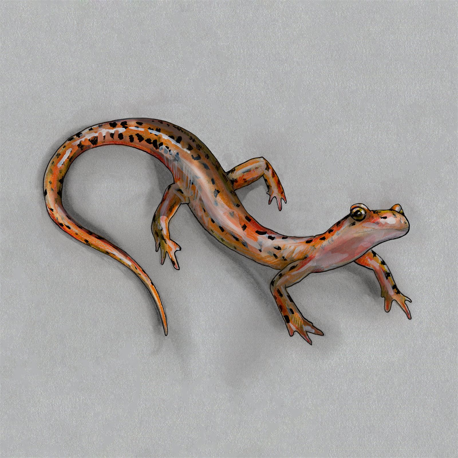 Artwork by Gina Mikel: Spotted-tailed Salamander - Watercolor, Eurycea lucifuga