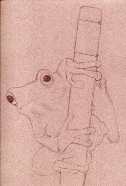 how to draw a frog