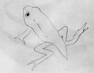 Tadpole Drawings