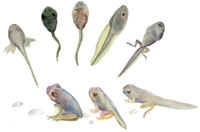 tadpoles