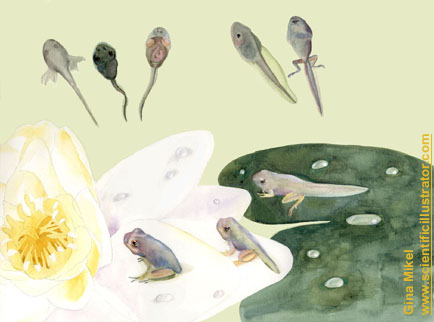 Tadpoles