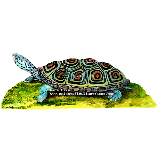 terrapin