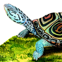 Terrapin