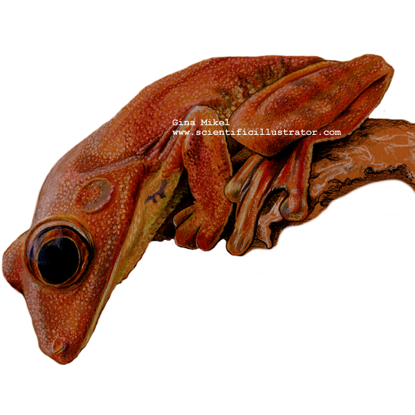 Venezuelan frog