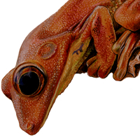 Treefrog