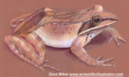wood frog