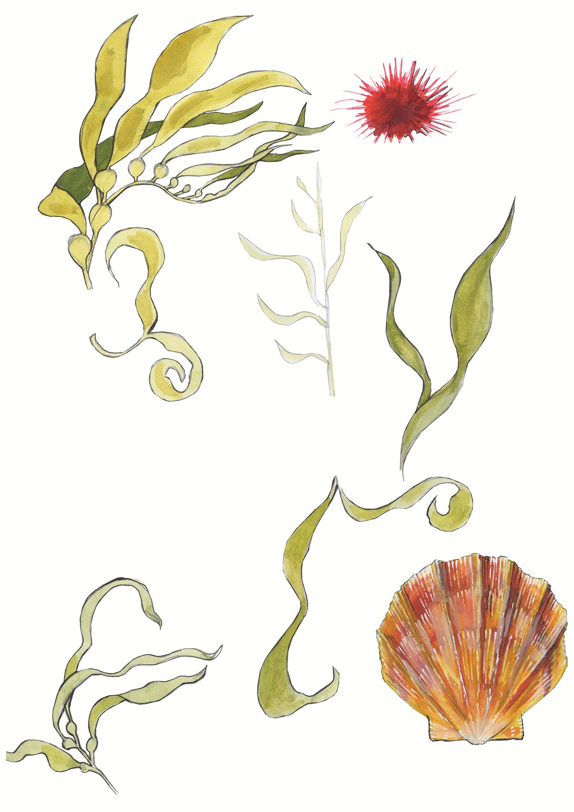 Artwork by Gina Mikel: Giant Kelp, Red Sea Urchin, Antarctic Scallop, Macrocystis pyrifera; Mesocentrotus franciscanus; Adamussium colbecki