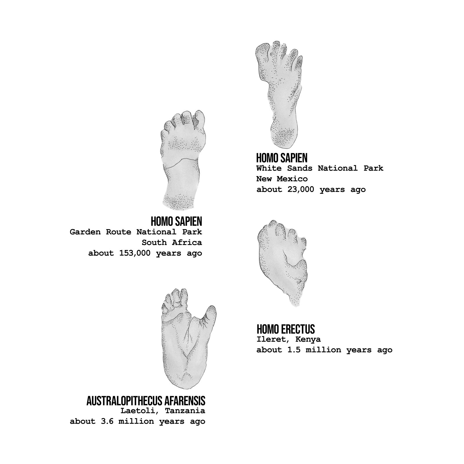 Artwork by Gina Mikel: Hominin Footprints, Homo sapiens; Homo erectus; Australopithecus afarensis