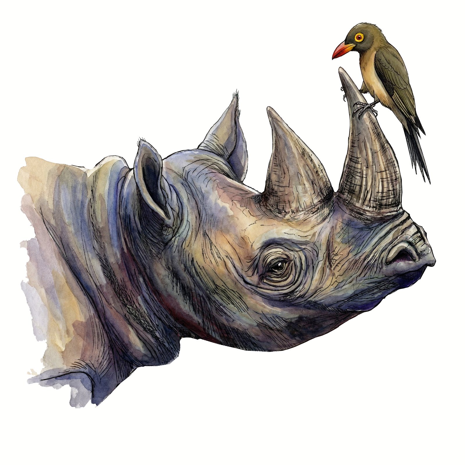 Artwork by Gina Mikel: Rhinoceros & Oxpecker, Diceros bicornis; Buphagus erythrorhynchus