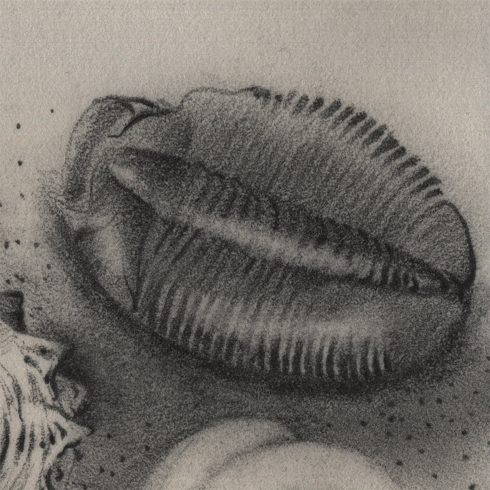 Artwork by Gina Mikel: Trilobite, Trilobita