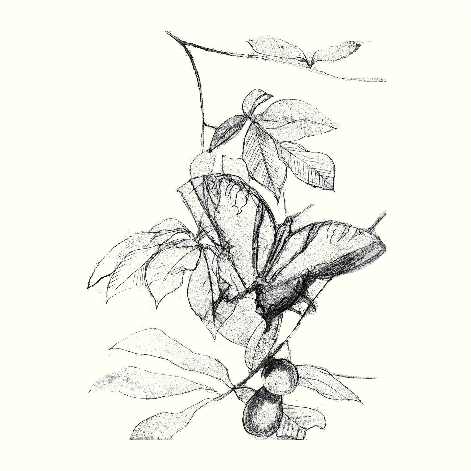 Artwork by Gina Mikel: Zebra Swallowtail & Pawpaw - Sketch, Asimina triloba and Eurytides marcellus