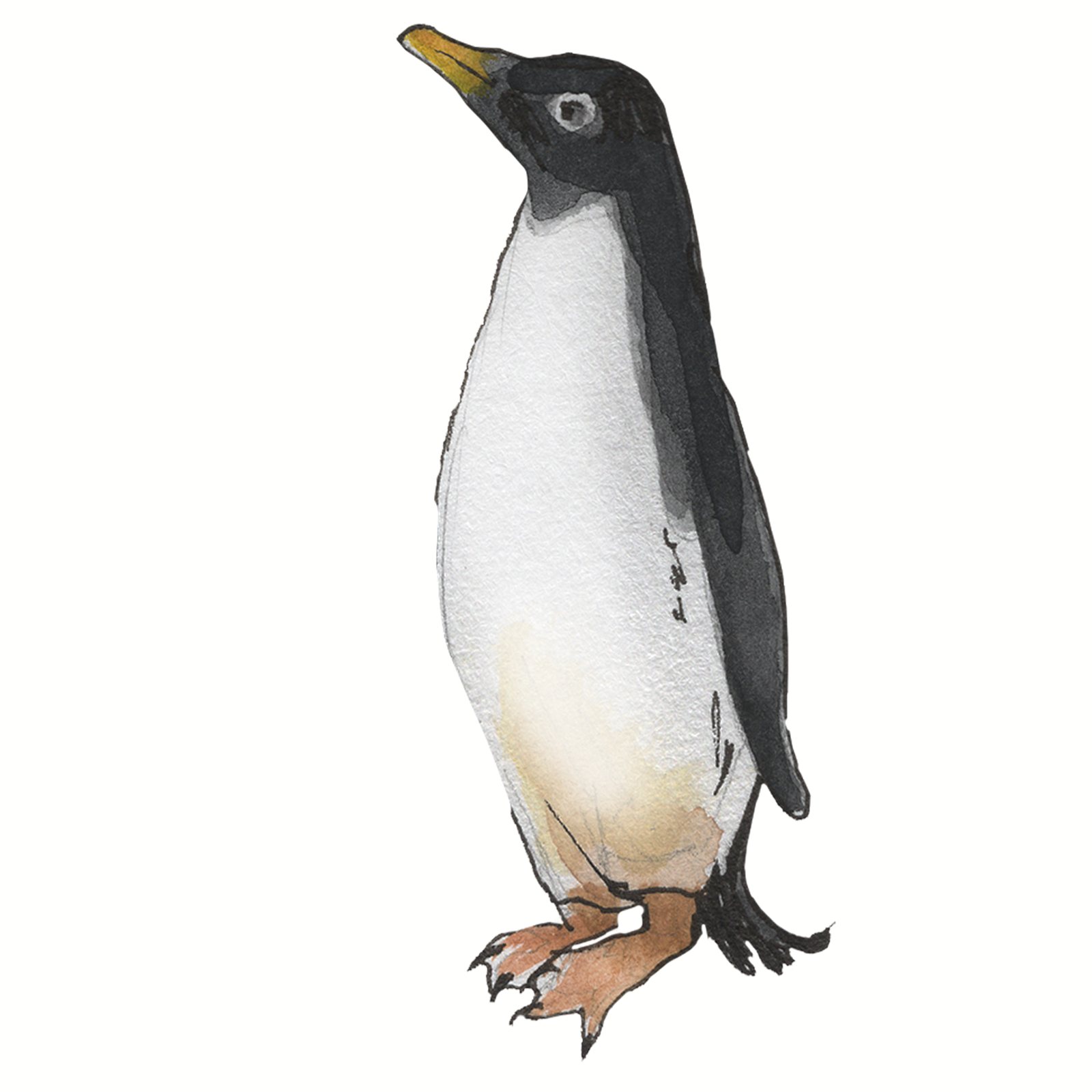 Artwork by Gina Mikel: Adelie Penguin, Pygoscelis adeliae