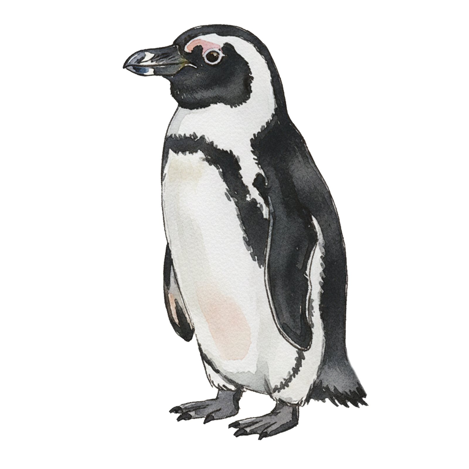Artwork by Gina Mikel: African Penguin, Spheniscus demersus