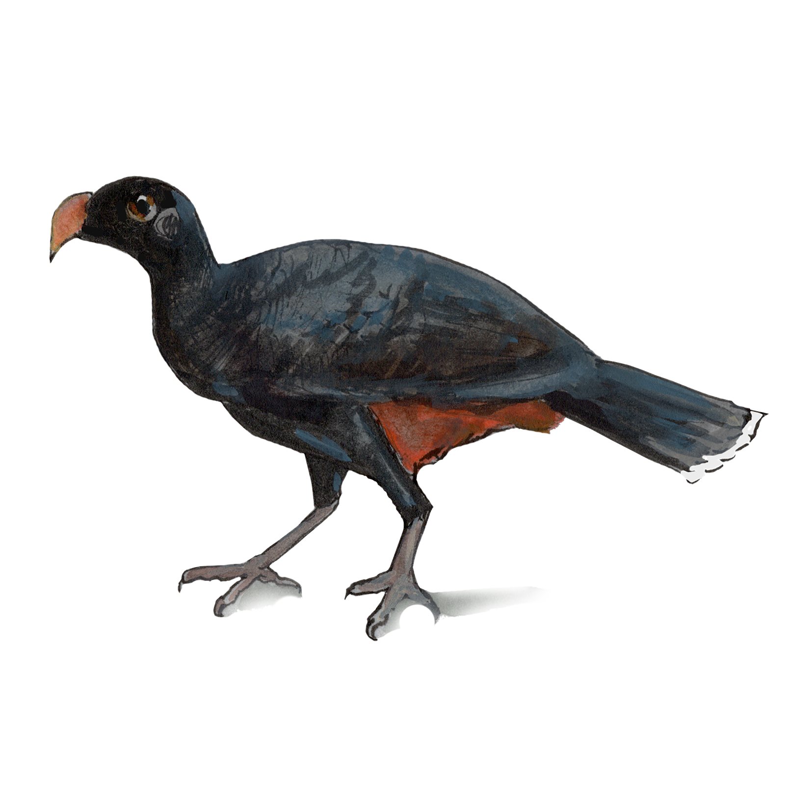 Artwork by Gina Mikel: Alagoas Curassow, Mitu mitu