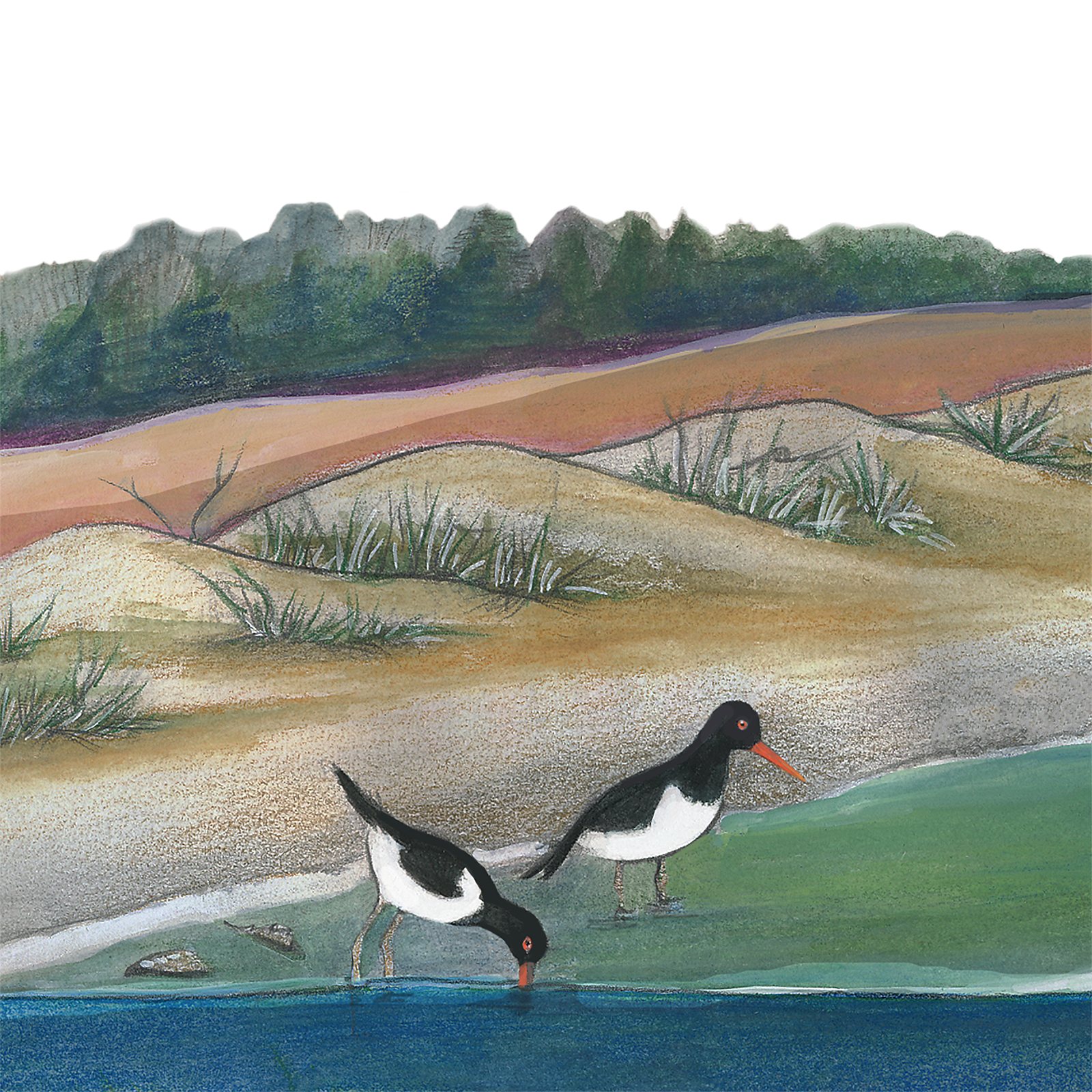 Artwork by Gina Mikel: American Oystercatchers - Brooklyn Intertidal, Haematopus palliatus