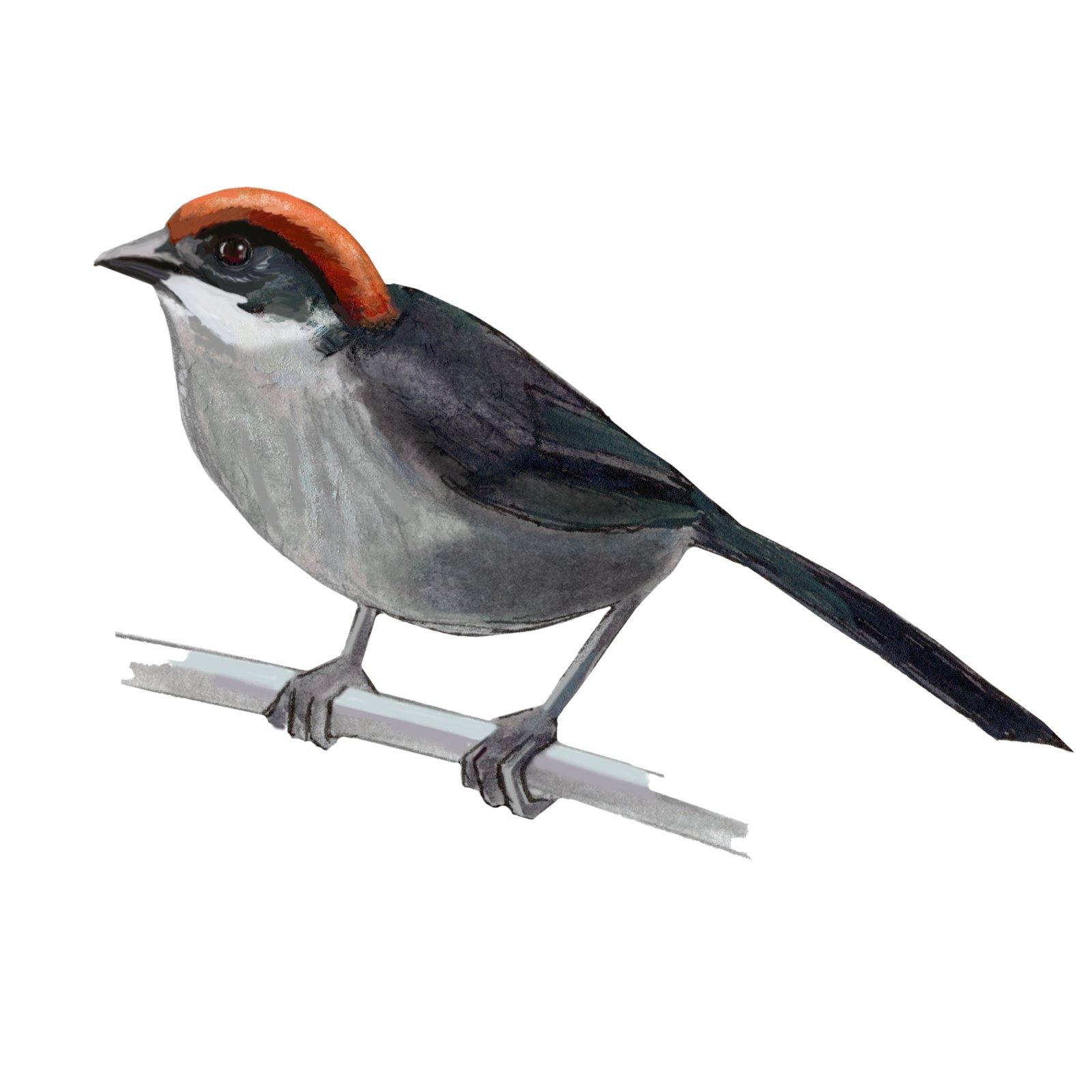 Artwork by Gina Mikel: Antioquia Brushfinch, Atlapetes blancae