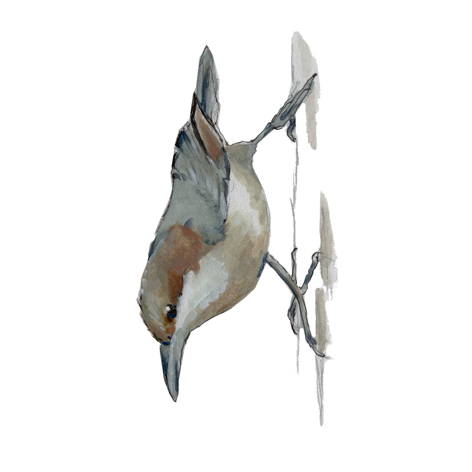 Artwork by Gina Mikel: Bahama Nuthatch, Sitta insularis
