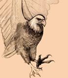 bald eagle flying, charcoal and pencil