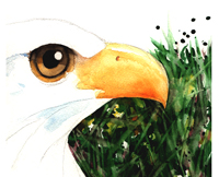 bald eagle, watercolor