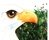 bald eagle