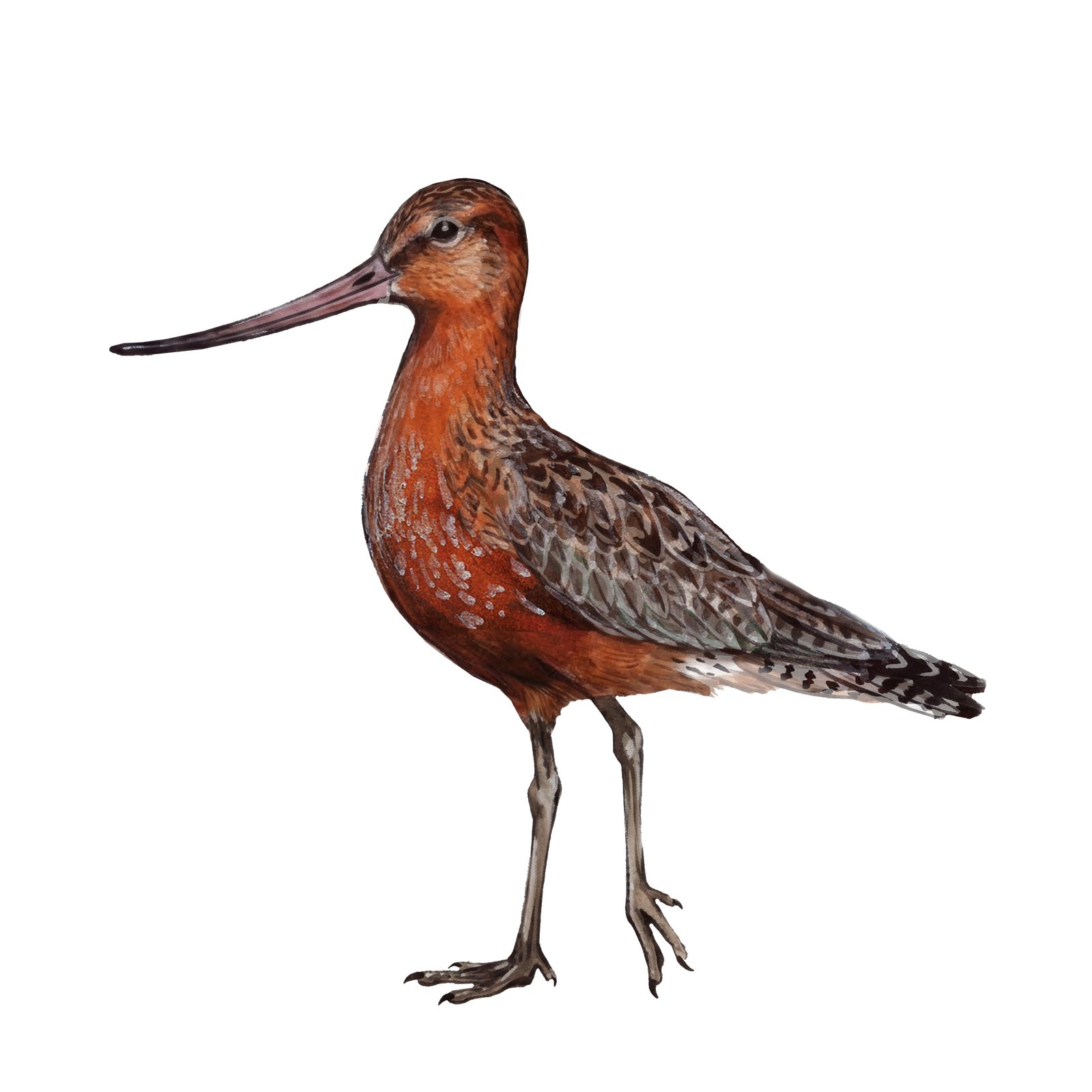 Artwork by Gina Mikel: Bar-tailed Godwit, Limosa lapponica