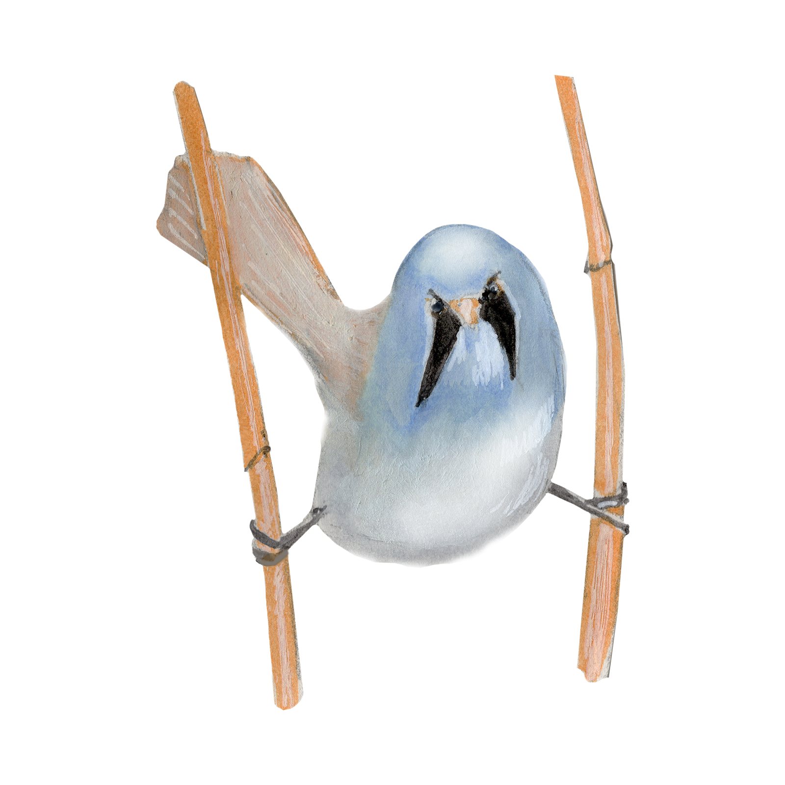 Artwork by Gina Mikel: Bearded Reedling, Panurus biarmicus