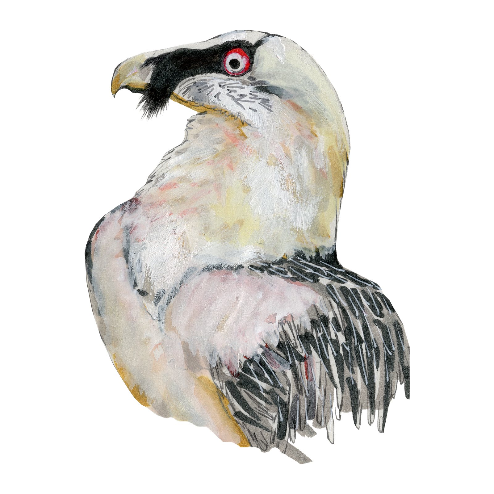 Artwork by Gina Mikel: Bearded Vulture, Gypaetus barbatus
