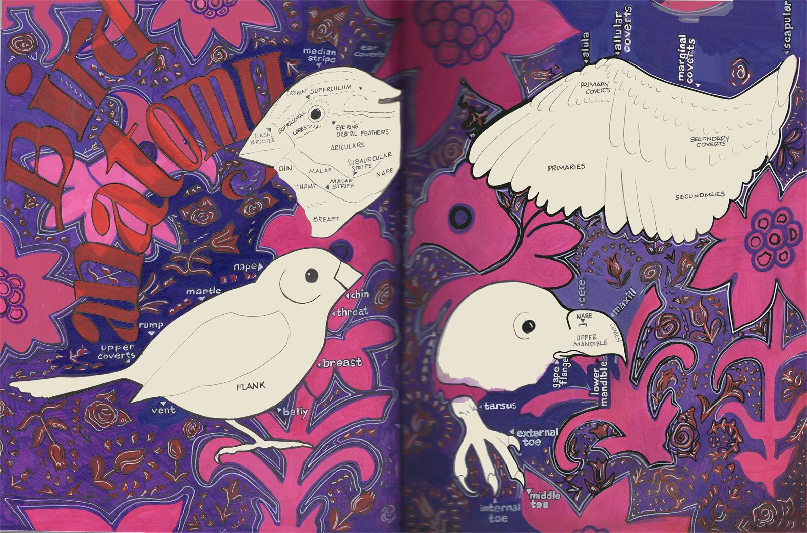 Artwork by Gina Mikel: Bird Anatomy