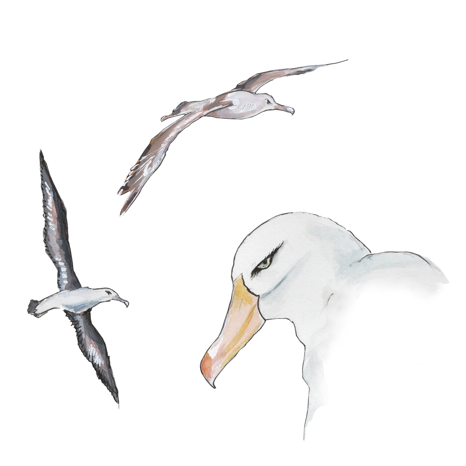 Artwork by Gina Mikel: Black-browed Albatrosses, Thalassarche melanophris