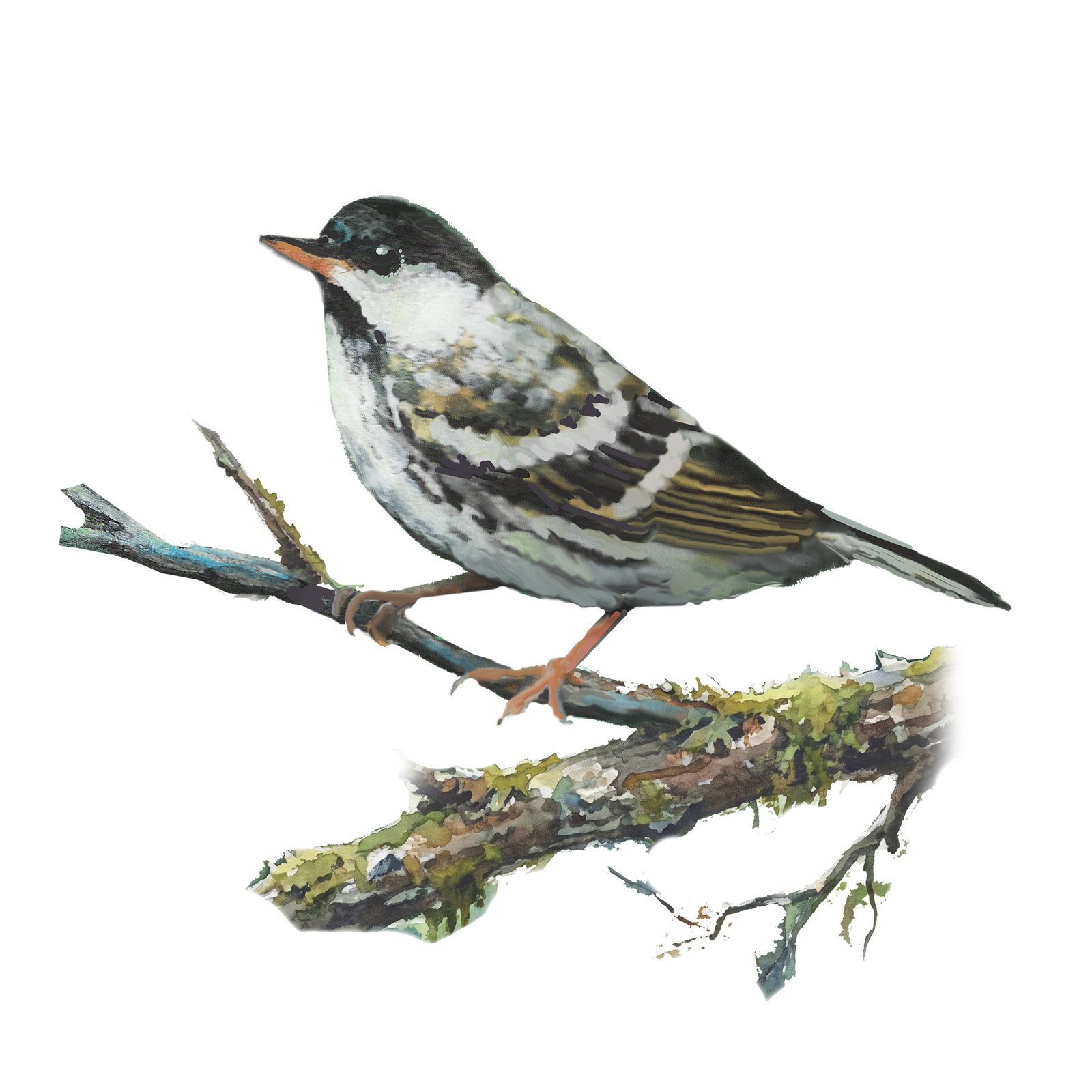 Artwork by Gina Mikel: Blackpoll Warbler, Setophaga striata