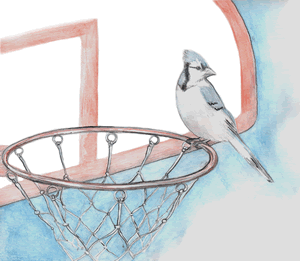 blue jay