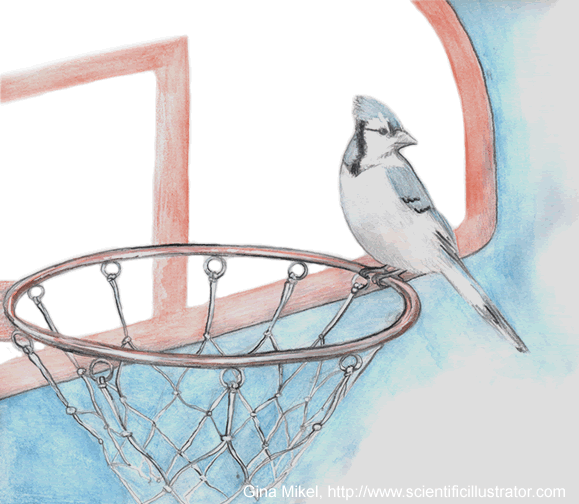 blue jay