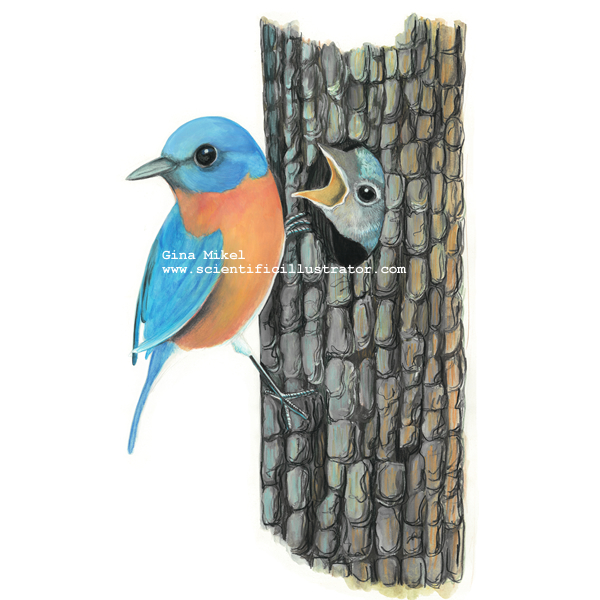 Eastern Bluebird