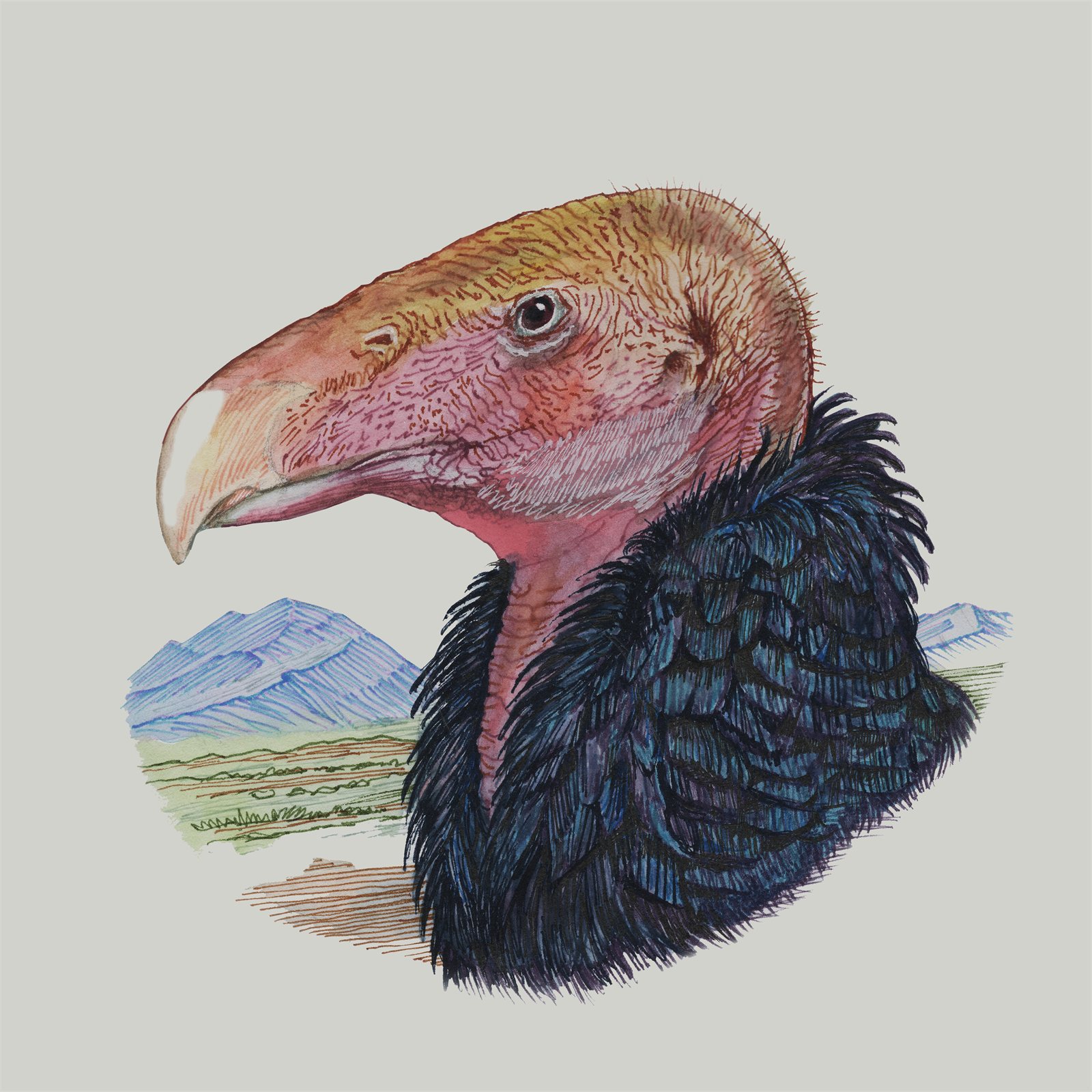 Artwork by Gina Mikel: California Condor, Gymnogyps californianus