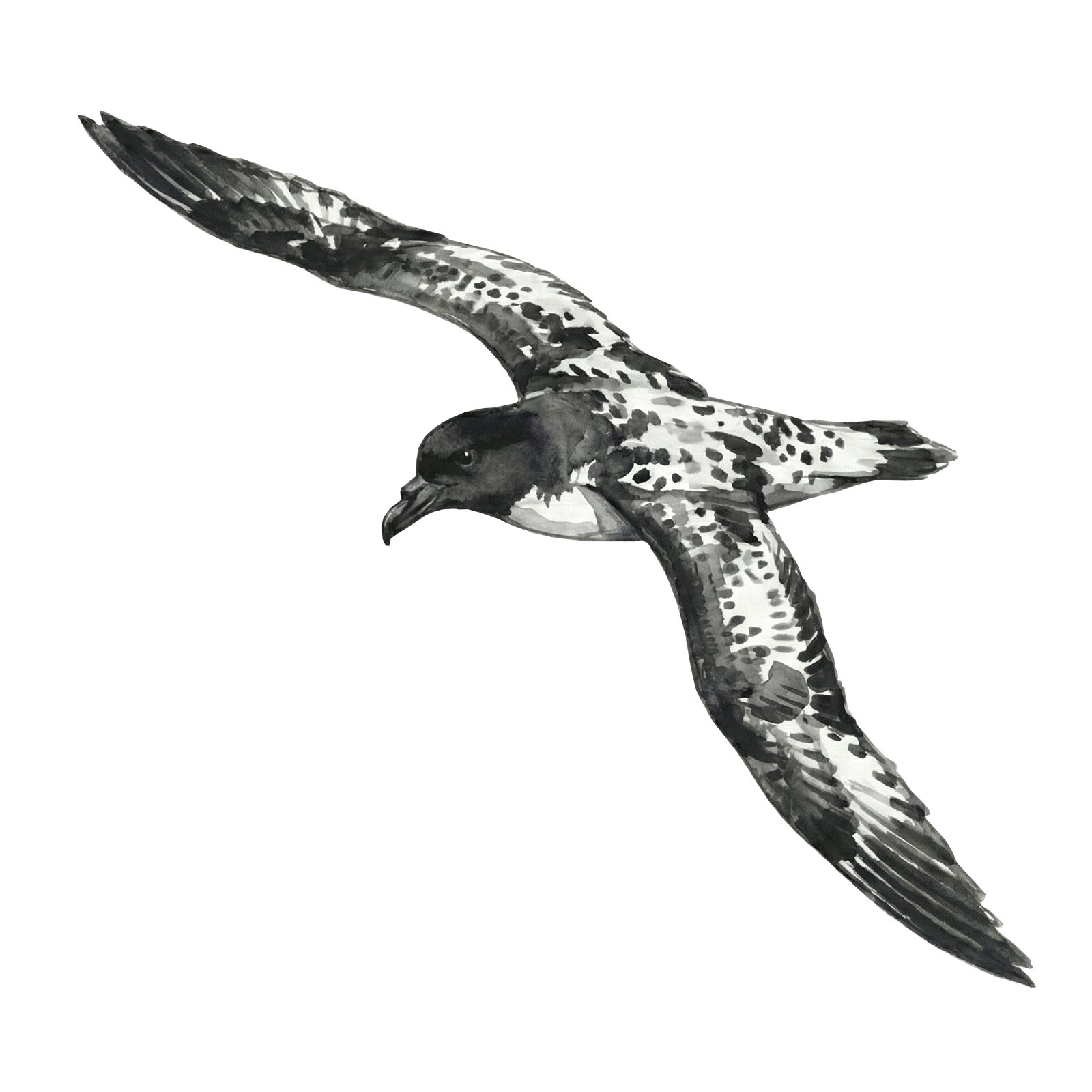 Artwork by Gina Mikel: Cape Petrel, Daption capense