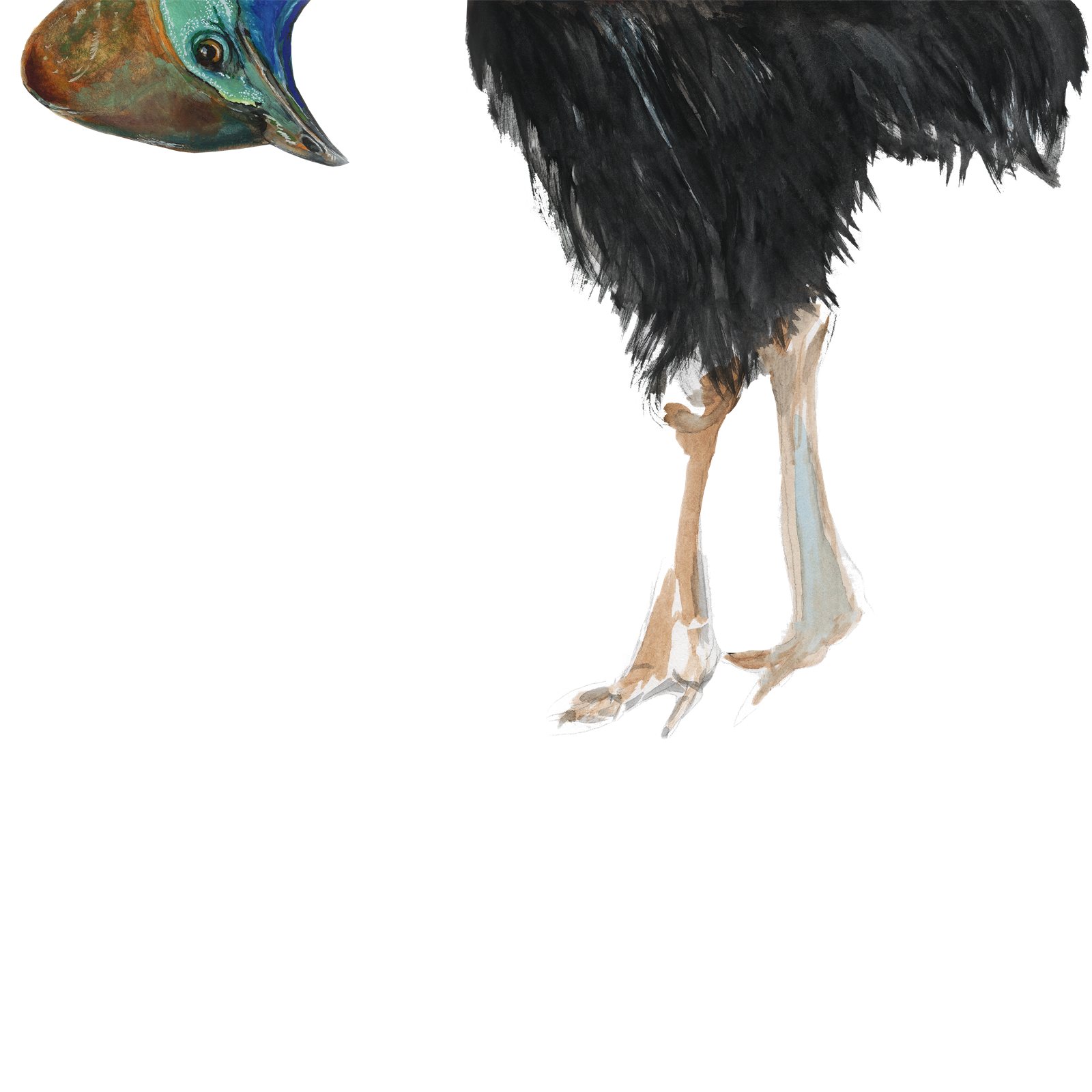Artwork by Gina Mikel: Cassowary, Casuarius casuarius