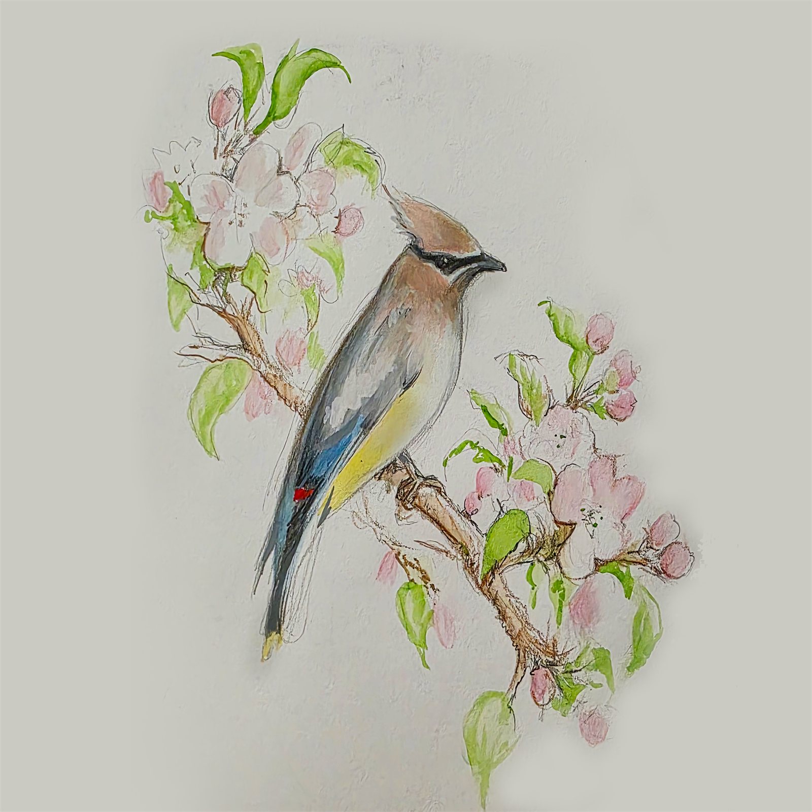 Artwork by Gina Mikel: Cedar Waxwing and Crabapple Blossoms, Bombycilla cedrorum