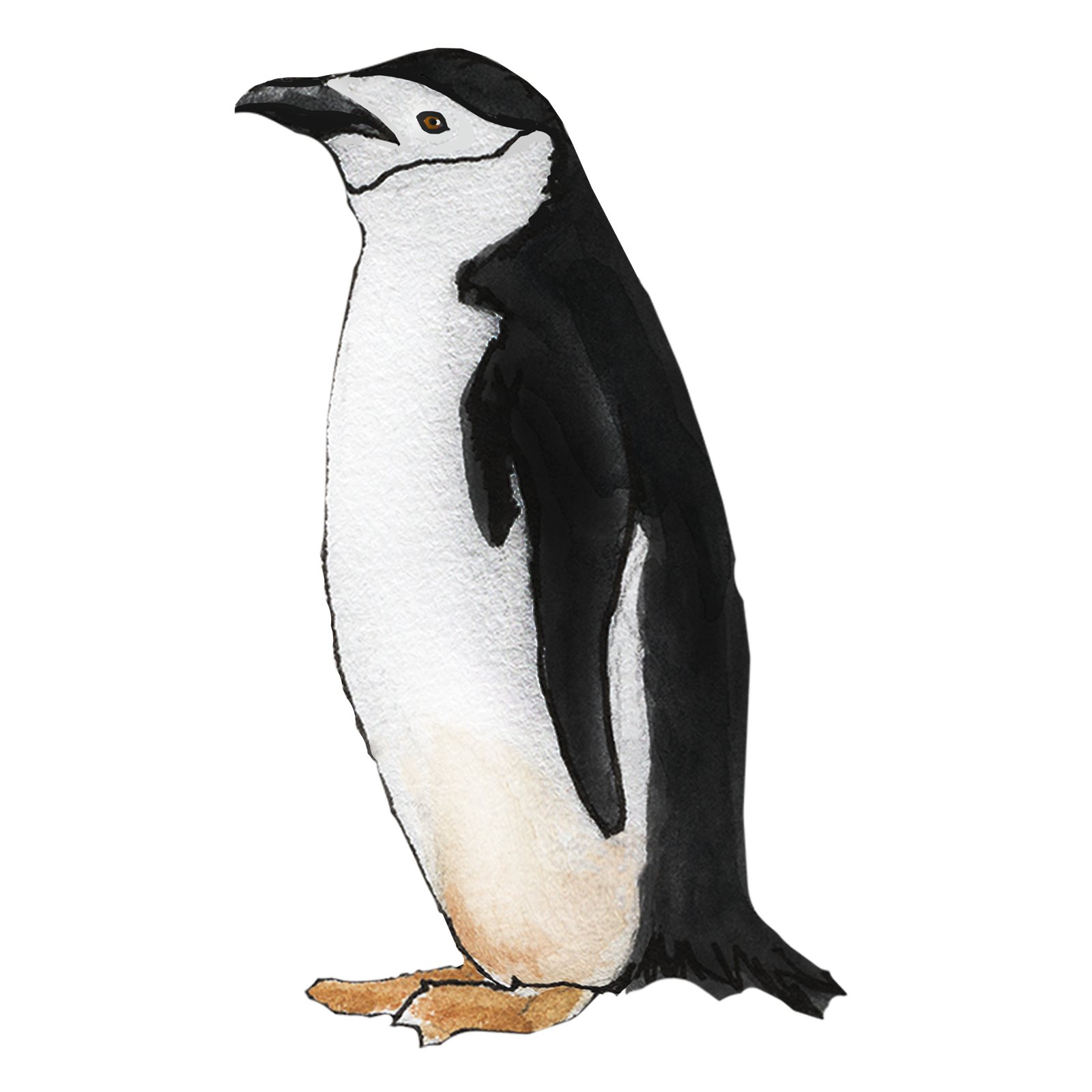 Artwork by Gina Mikel: Chinstrap Penguin, Pygoscelis antarcticus