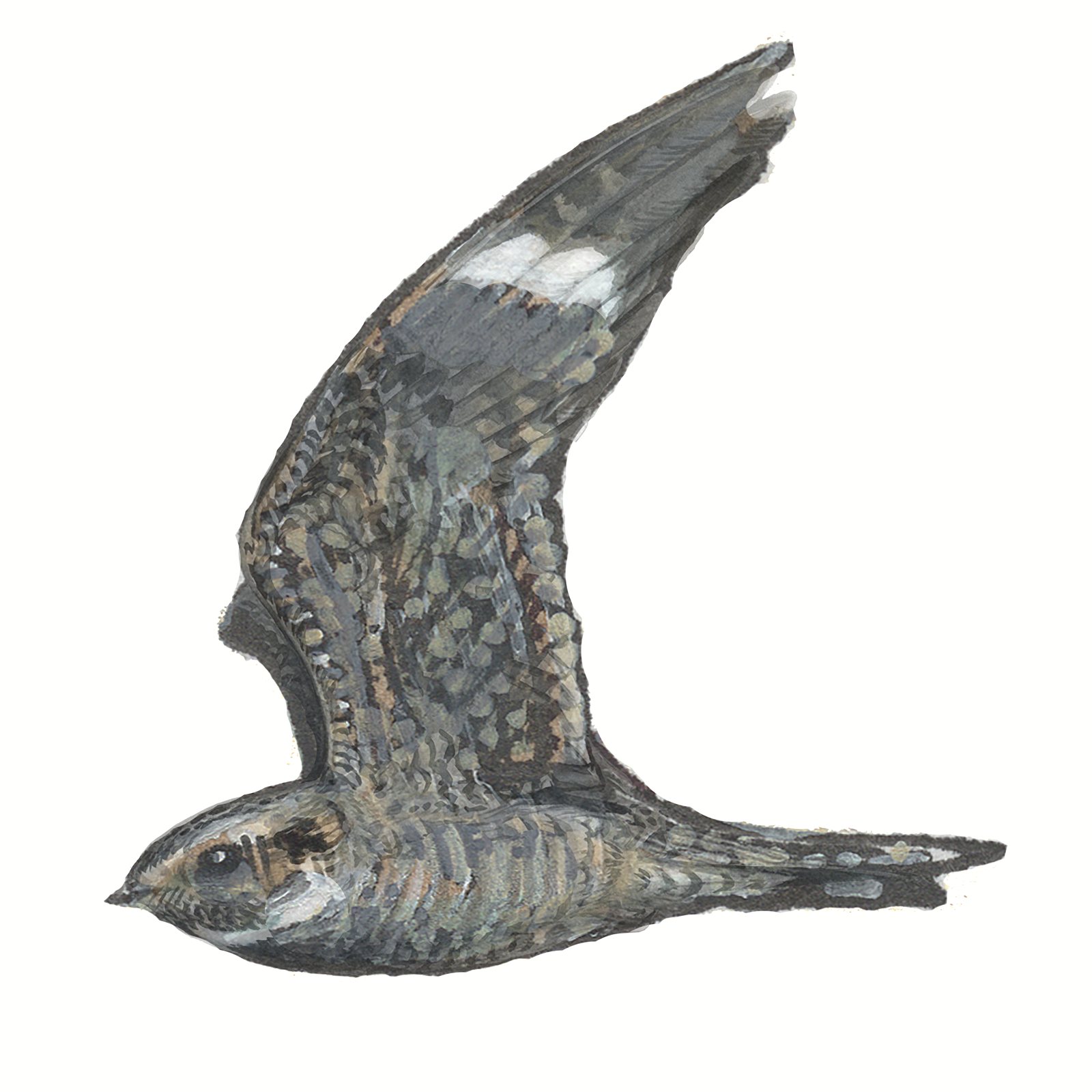 Artwork by Gina Mikel: Common Nighthawk, Chordeiles minor