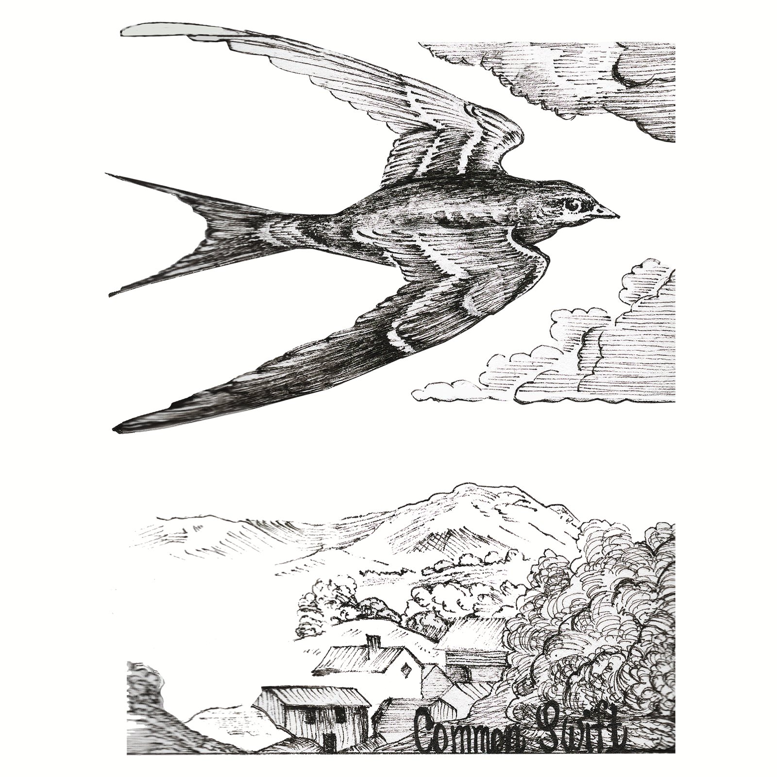 Artwork by Gina Mikel: Common Swift, Apus apus