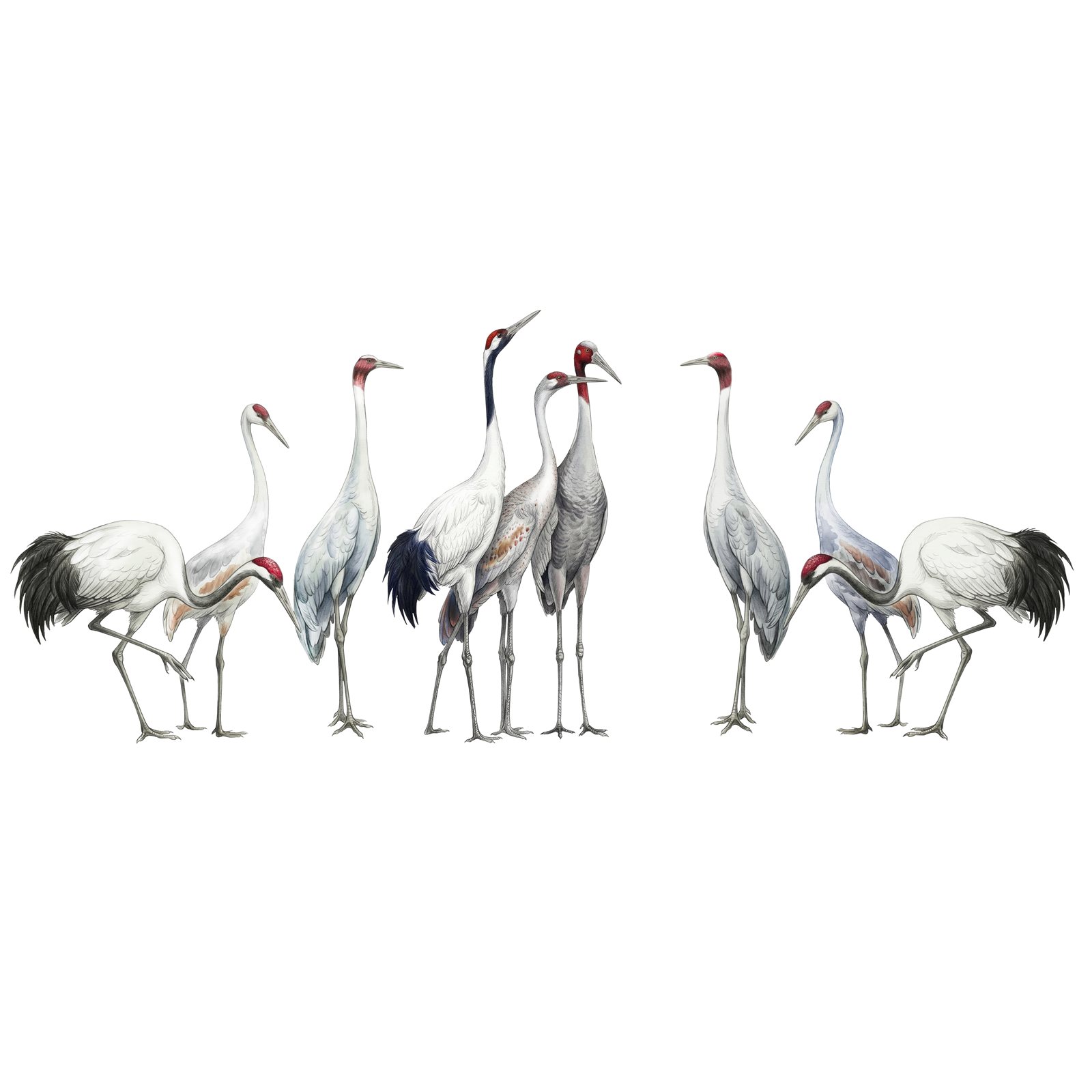 Artwork by Gina Mikel: Composite - Red-crowned, Sarus, Sandhill, Grus japonensis; Antigone antigone; Antigone canadensis