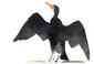 Cormorant Watercolor
