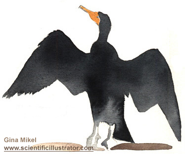 cormorants, double-crested