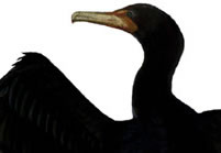double crested cormorant