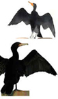 cormorants