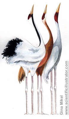cranes